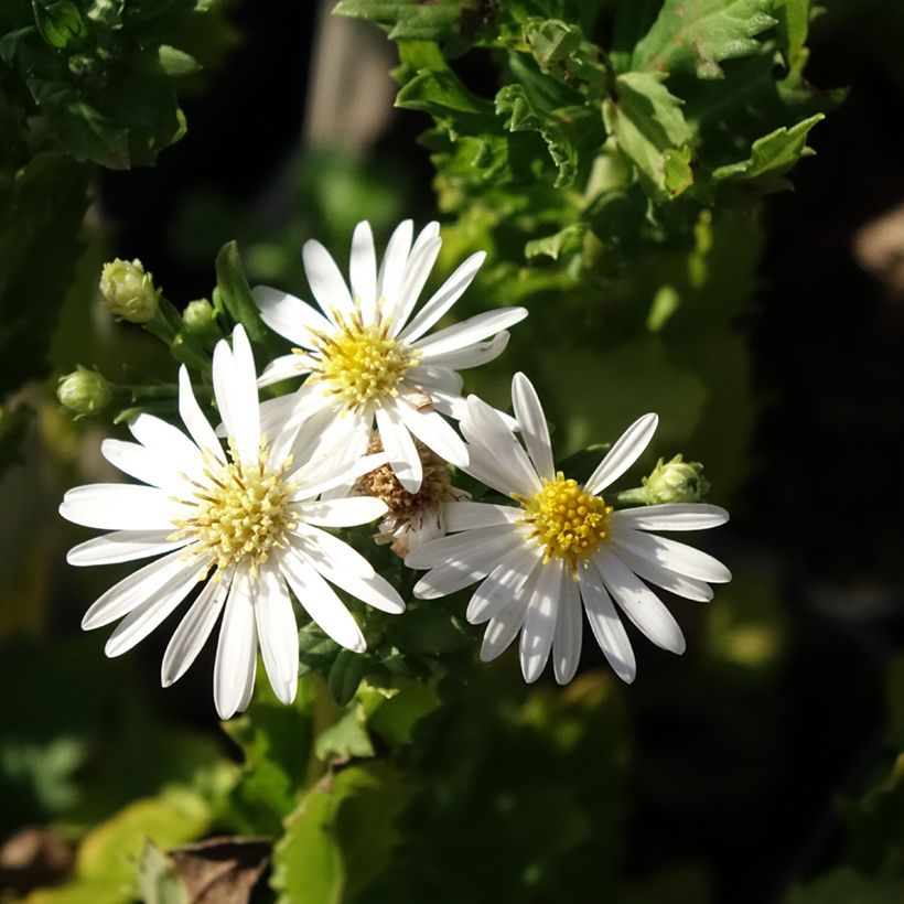 Aster ageratoides Ashvi (Fioritura)