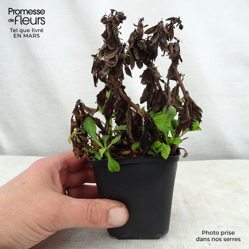 Aster ageratoides Asmoe Vasetto da 8/9 cm esemplare consegnato in primavera