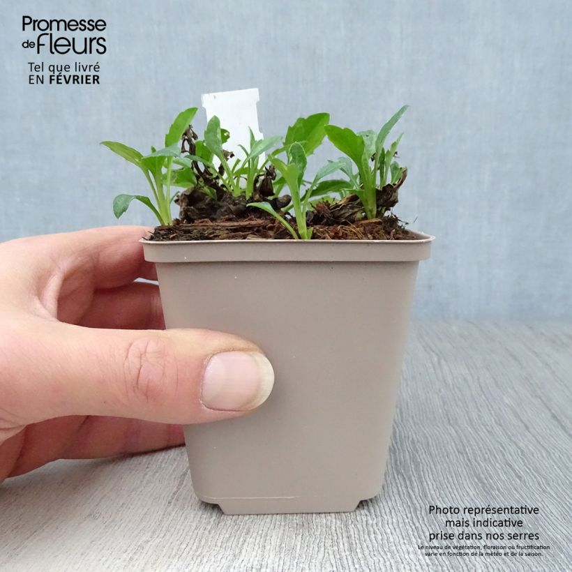 Aster ageratoides Asmoe Vasetto da 8/9 cm esemplare consegnato in inverno