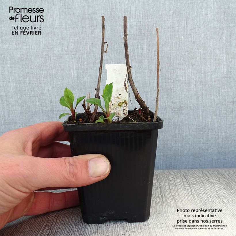 Aster ageratoides Asran Vasetto da 8/9 cm esemplare consegnato in inverno