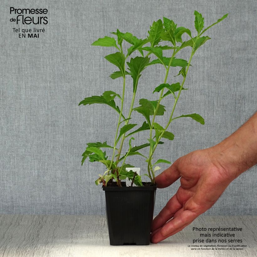 Aster ageratoides Asran Vasetto da 8/9 cm esemplare consegnato in primavera