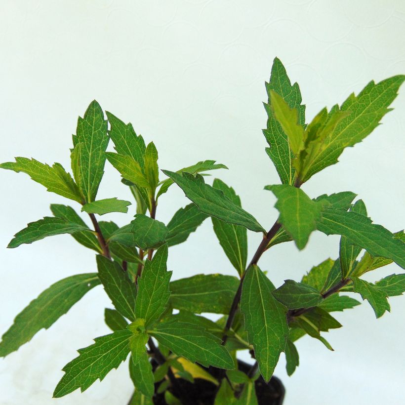 Aster ageratoides Ezo Murasaki (Fogliame)