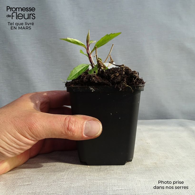 Aster ageratoides Ezo Murasaki Vasetto da 8/9 cm esemplare consegnato in inverno