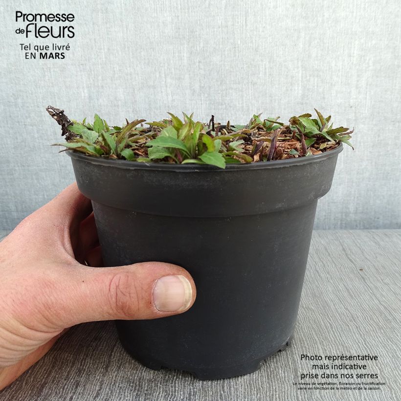 Aster ageratoides Ezo Murasaki Vaso da 2L/3L esemplare consegnato in inverno