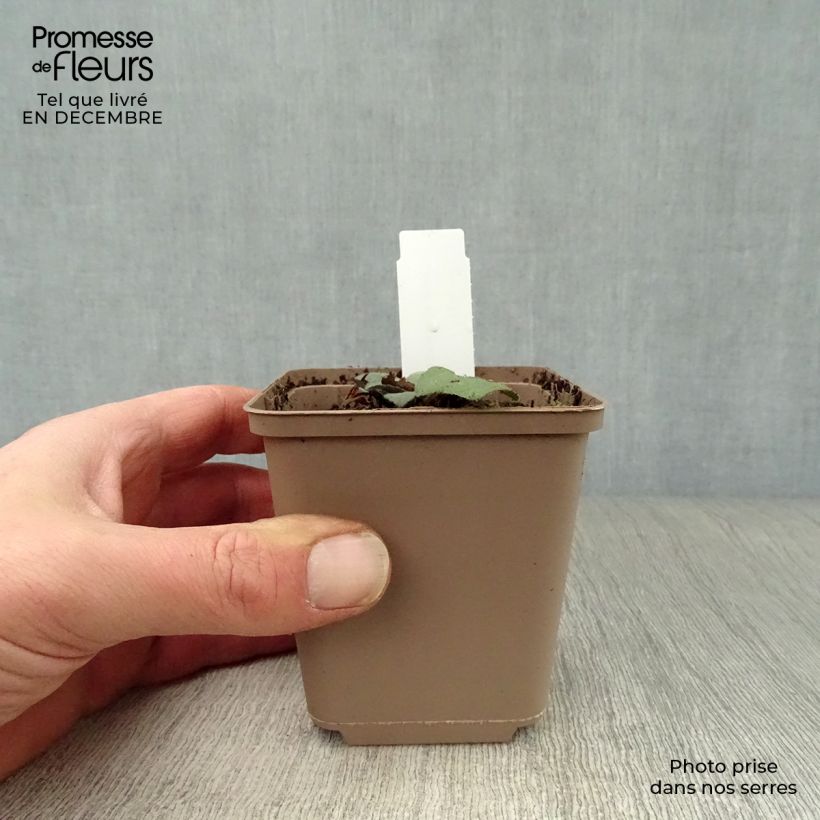 Aster ageratoides Harry Schmidt Vasetto da 8/9 cm esemplare consegnato in inverno