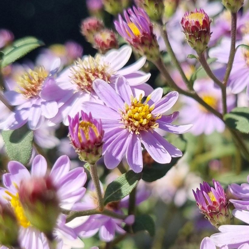 Aster ageratoides Harry Schmidt (Fioritura)