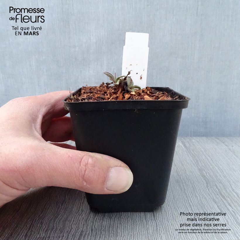 Aster ageratoides Harry Schmidt Vasetto da 8/9 cm esemplare consegnato in primavera