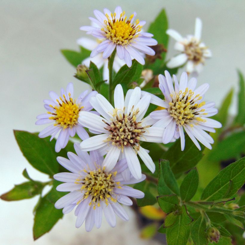 Aster ageratoides Stardust (Fioritura)