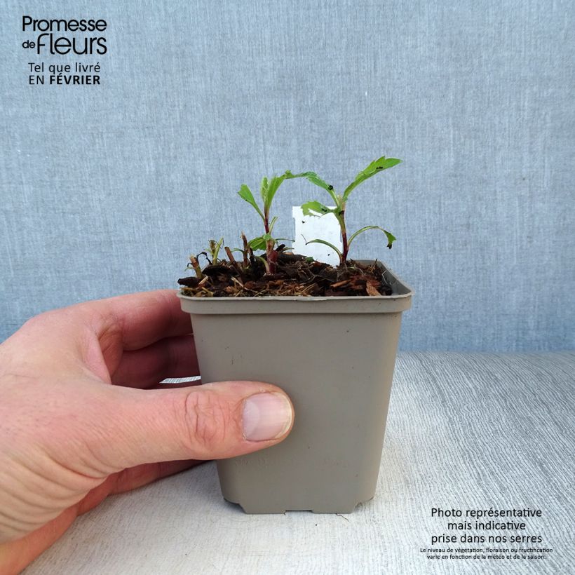 Aster ageratoides Stardust Vasetto da 8/9 cm esemplare consegnato in inverno