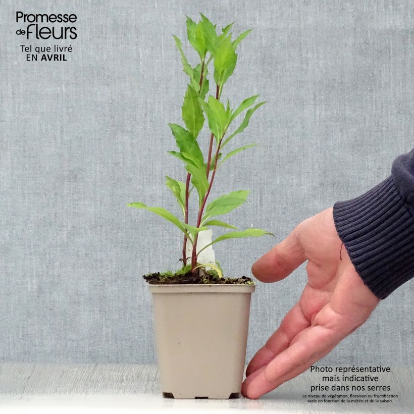 Aster ageratoides Stardust Vasetto da 8/9 cm esemplare consegnato in primavera