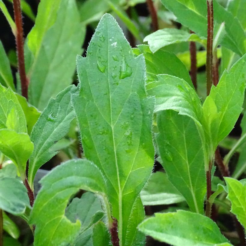 Aster ageratoides Stardust (Fogliame)