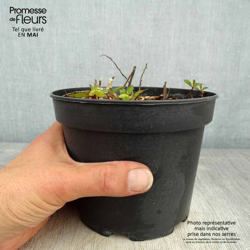 Aster ageratoides Stardust Vaso da 2L/3L esemplare consegnato in primavera