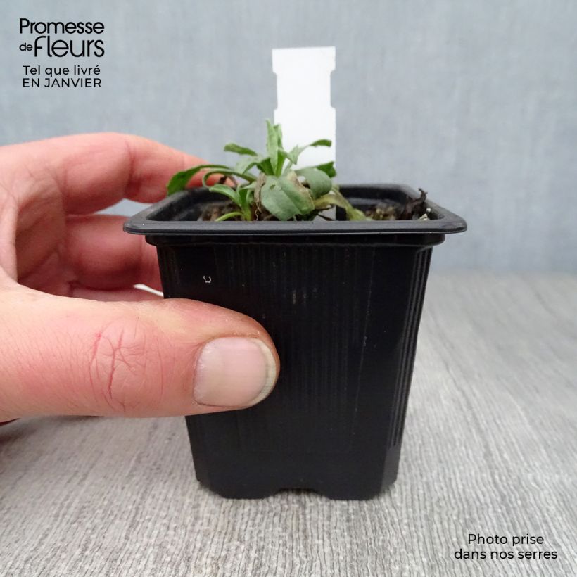 Aster alpinus Albus - Astro alpino Vasetto da 8/9 cm esemplare consegnato in inverno