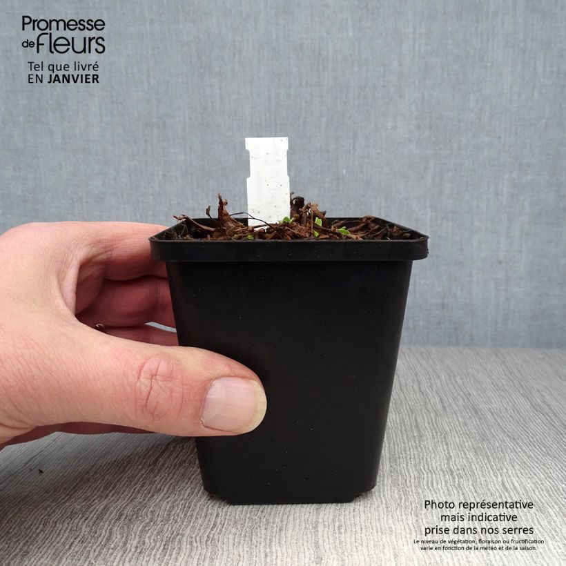 Aster alpinus Blue Beauty - Astro alpino Vasetto da 8/9 cm esemplare consegnato in inverno