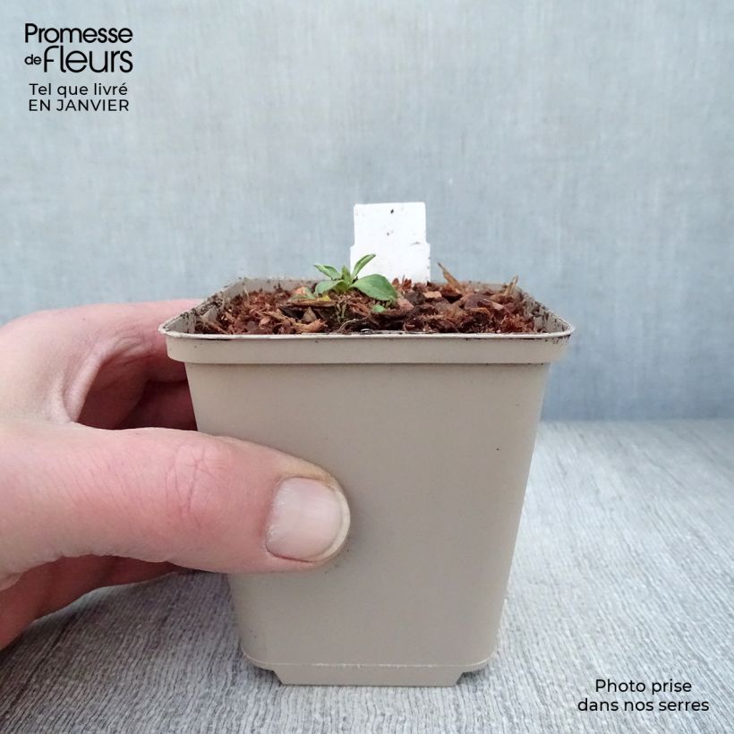 Aster alpinus Dunkle Schöne - Astro alpino Vasetto da 8/9 cm esemplare consegnato in inverno