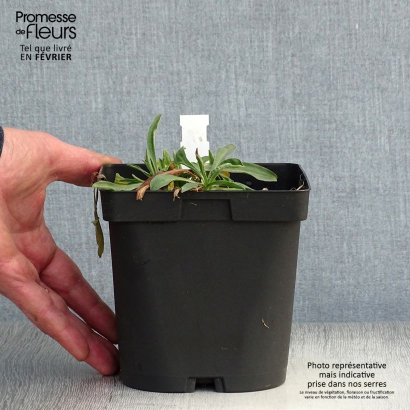 Aster alpinus Dunkle Schöne - Astro alpino Vaso da 2L/3L esemplare consegnato in inverno