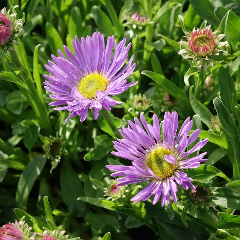 Aster alpinus Goliath - Astro alpino (Fioritura)