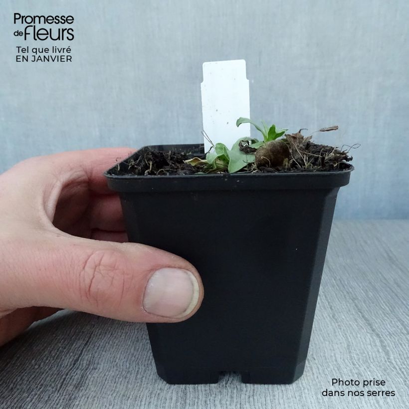 Aster alpinus Goliath - Astro alpino Vasetto da 8/9 cm esemplare consegnato in inverno