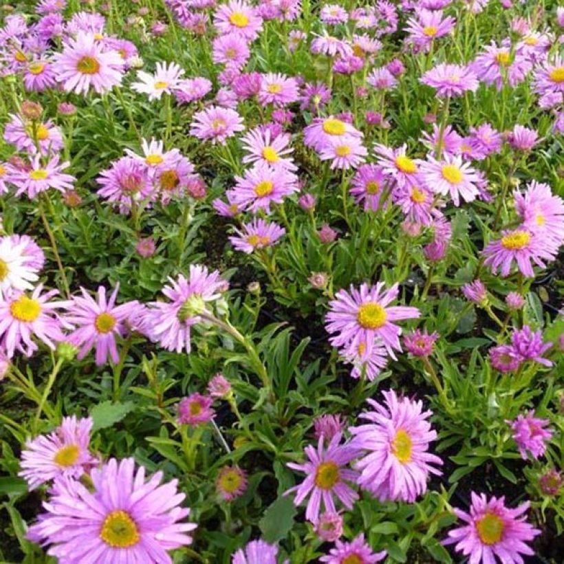 Aster alpinus Happy End - Astro alpino (Porto)