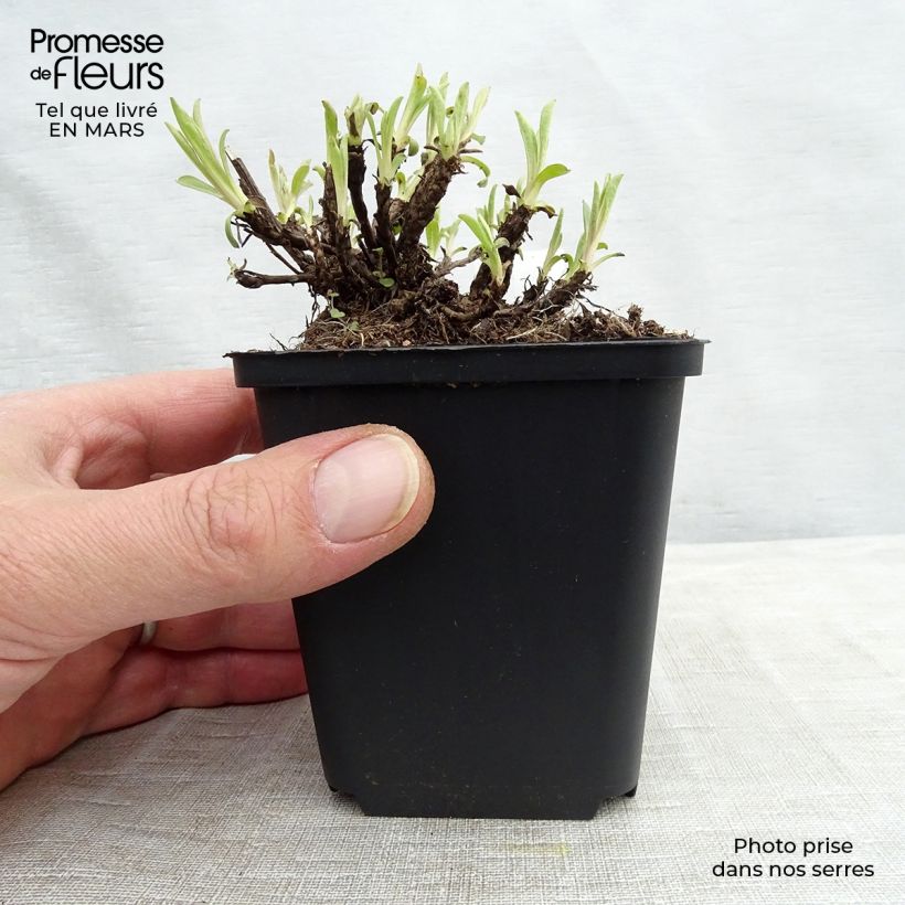 Aster alpinus Happy End - Astro alpino Vasetto da 8/9 cm esemplare consegnato in inverno