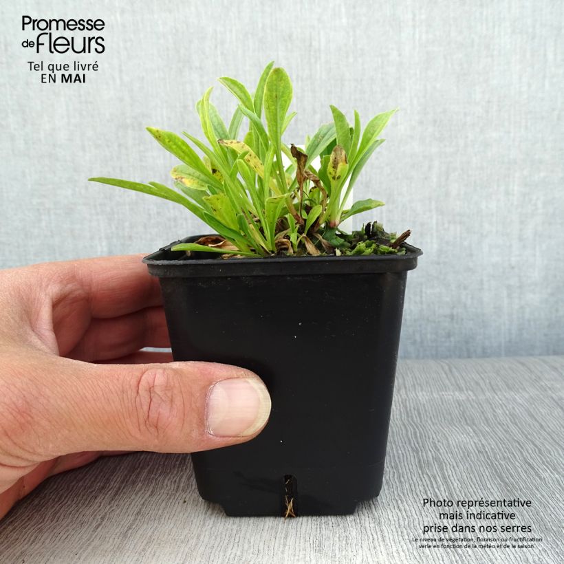 Aster alpinus Pinkie - Astro alpino Vasetto da 8/9 cm esemplare consegnato in primavera