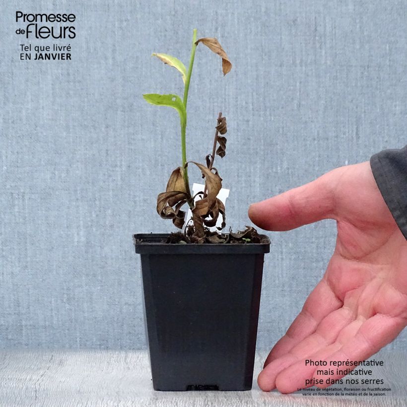 Aster amellus Blue King - Astro di Virgilio Vasetto da 8/9 cm esemplare consegnato in inverno