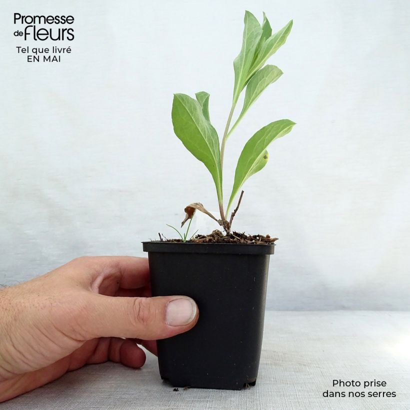 Aster amellus Blue King - Astro di Virgilio Vasetto da 8/9 cm esemplare consegnato in primavera