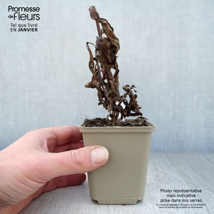 Aster amellus King George - Astro di Virgilio Vasetto da 8/9 cm esemplare consegnato in inverno