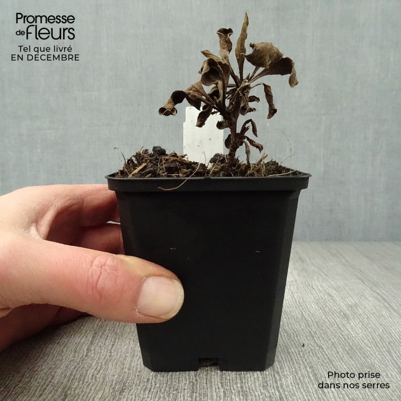 Aster amellus Rosa Erfüllung - Astro di Virgilio Vasetto da 8/9 cm esemplare consegnato in inverno