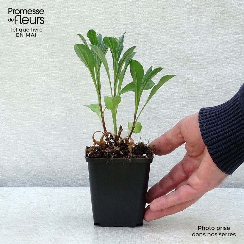 Aster amellus Rosa Erfüllung - Astro di Virgilio Vasetto da 8/9 cm esemplare consegnato in primavera