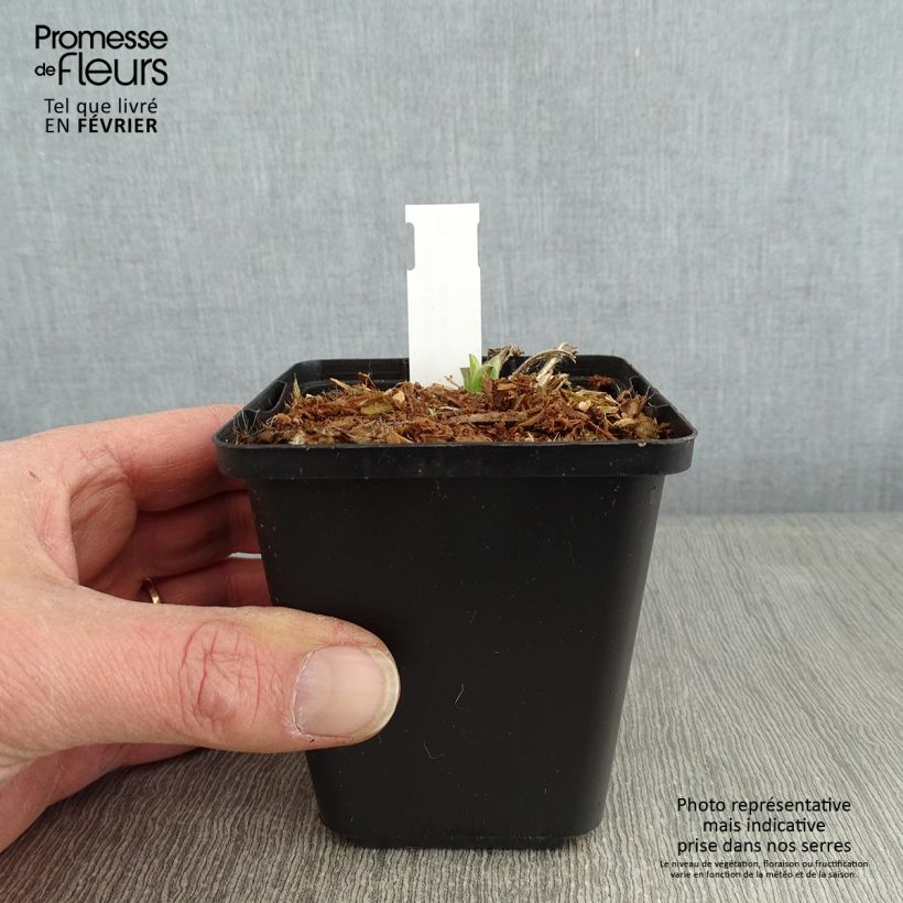 Aster amellus Rudolf Goethe - Astro di Virgilio Vasetto da 8/9 cm esemplare consegnato in inverno