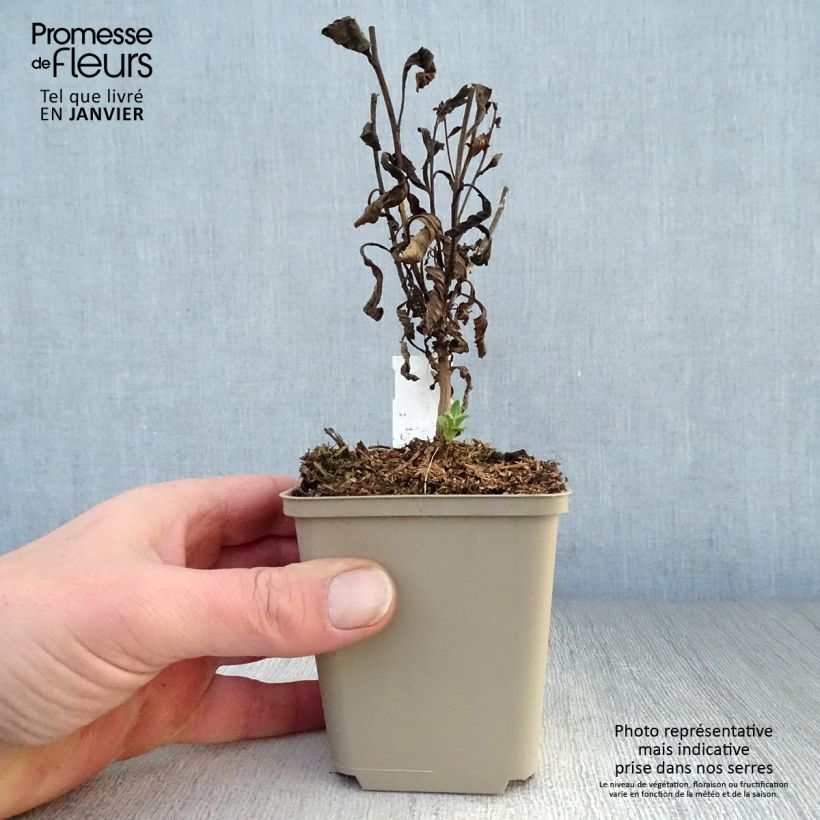 Aster amellus Sonia - Astro di Virgilio Vasetto da 8/9 cm esemplare consegnato in inverno