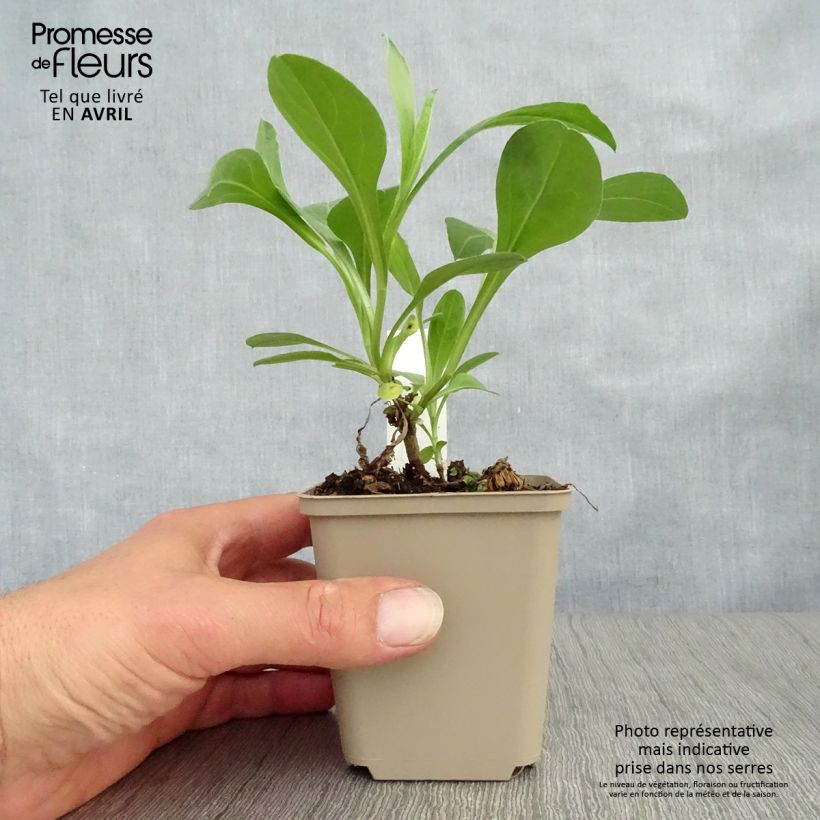 Aster amellus Sonia - Astro di Virgilio Vasetto da 8/9 cm esemplare consegnato in primavera