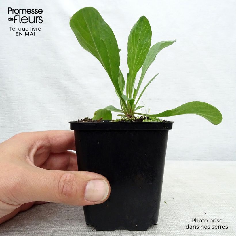 Aster amellus Veilchenkönigin - Violet Queen - Astro di Virgilio Vasetto da 8/9 cm esemplare consegnato in primavera