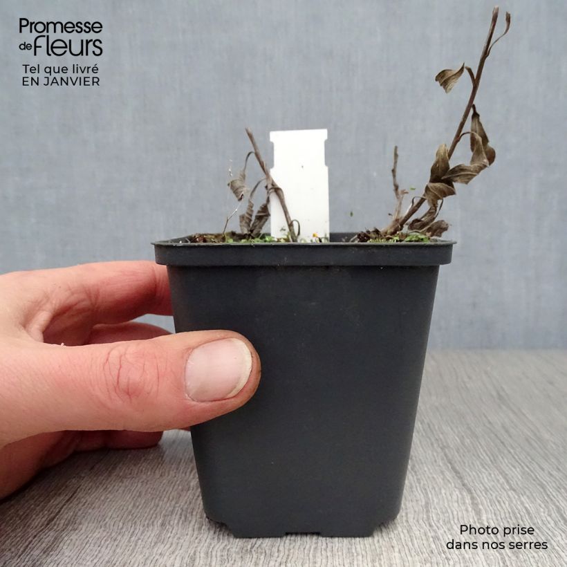 Aster amellus Veilchenkönigin - Violet Queen - Astro di Virgilio Vasetto da 8/9 cm esemplare consegnato in inverno