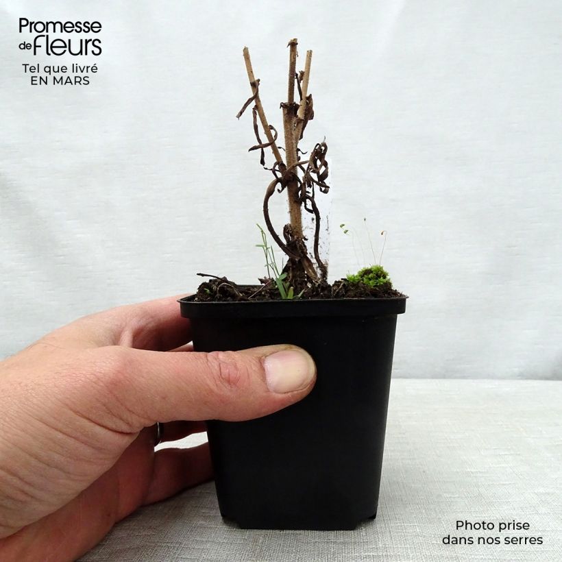 Aster amethystinus Kylie Vasetto da 8/9 cm esemplare consegnato in primavera