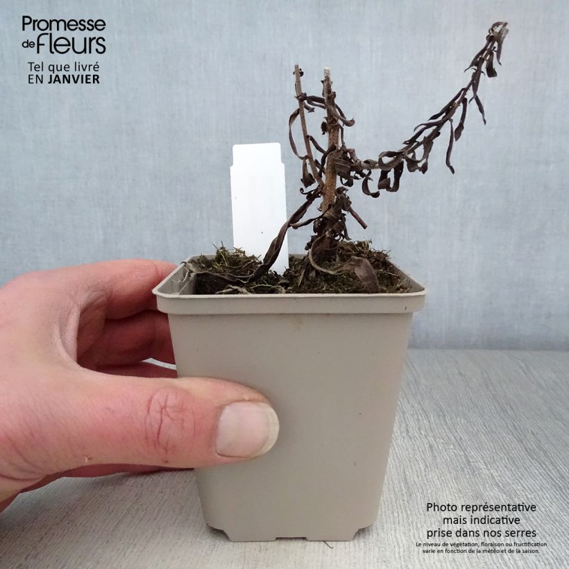 Aster amethystinus Kylie Vasetto da 8/9 cm esemplare consegnato in inverno