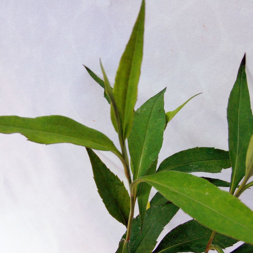 Aster cordifolius Blue Heaven (Fogliame)