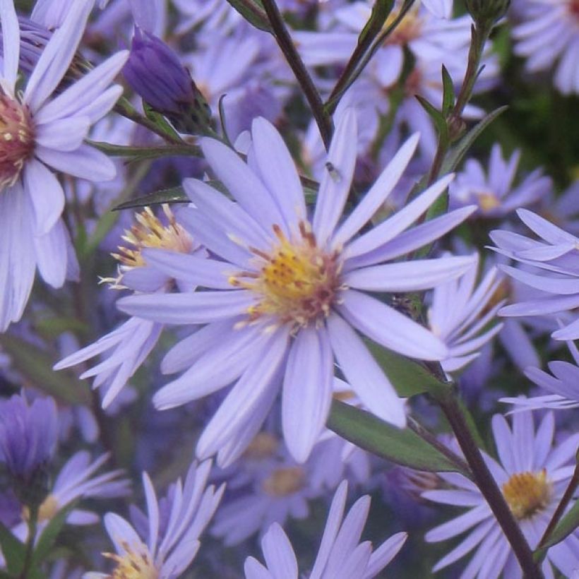 Aster cordifolius Blue Heaven (Fioritura)