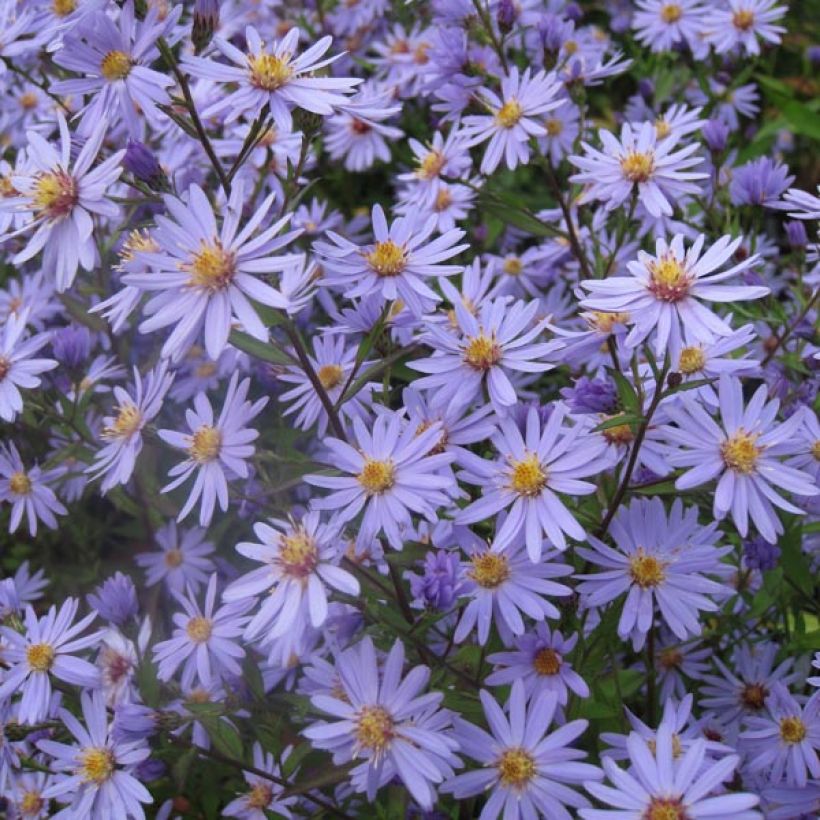 Aster cordifolius Blue Heaven (Porto)
