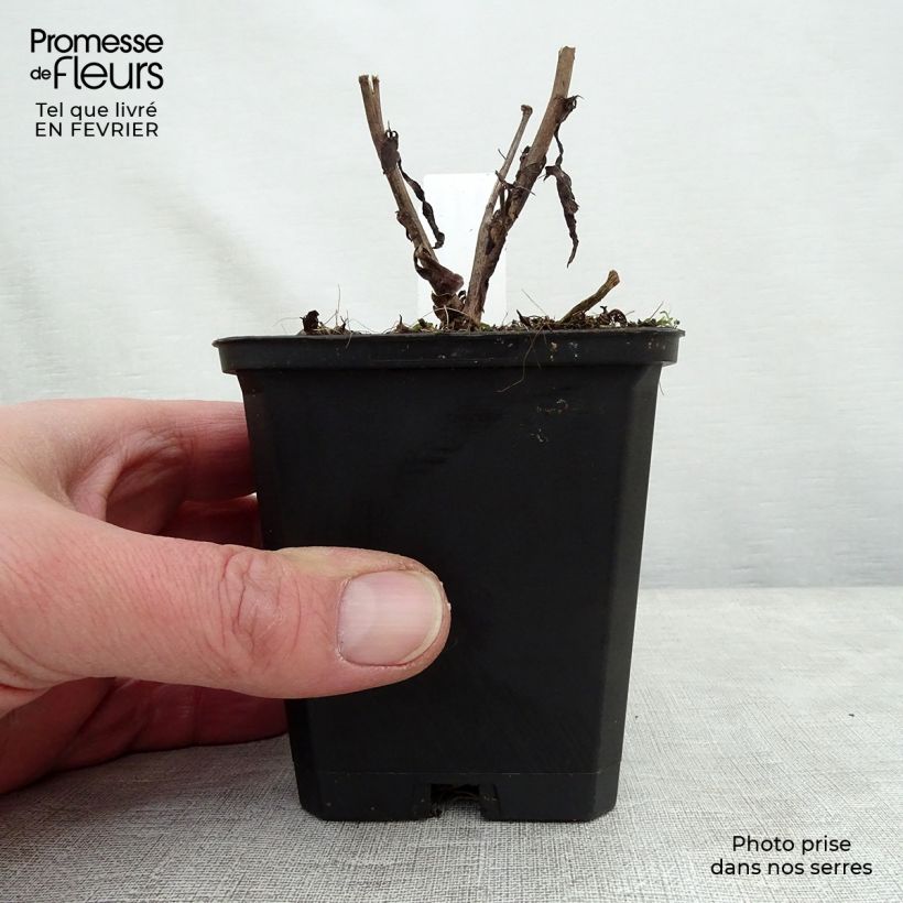 Aster cordifolius Blue Heaven Vasetto da 8/9 cm esemplare consegnato in inverno