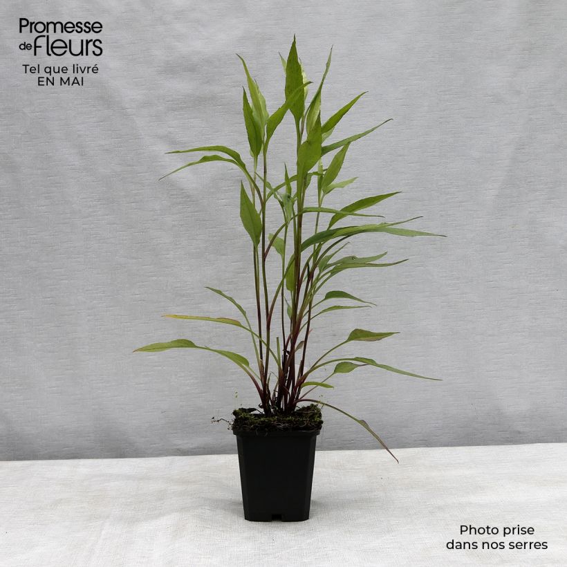 Aster cordifolius Blue Heaven Vasetto da 8/9 cm esemplare consegnato in primavera