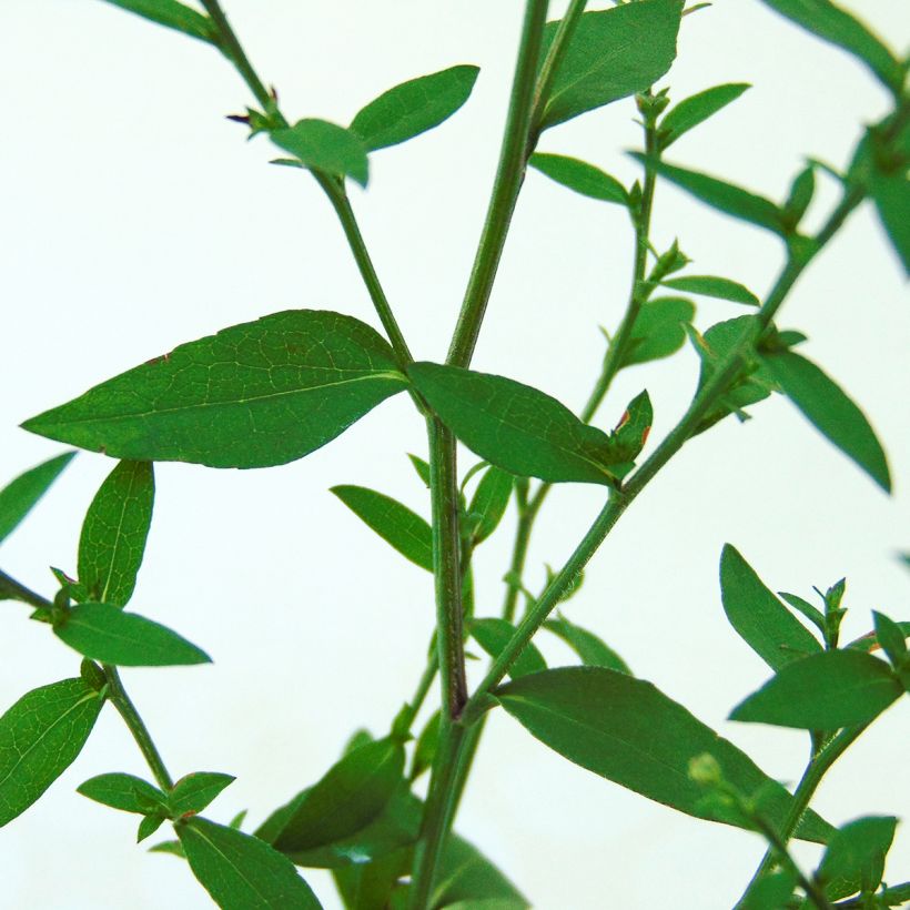 Aster cordifolius Blutenregen (Fogliame)