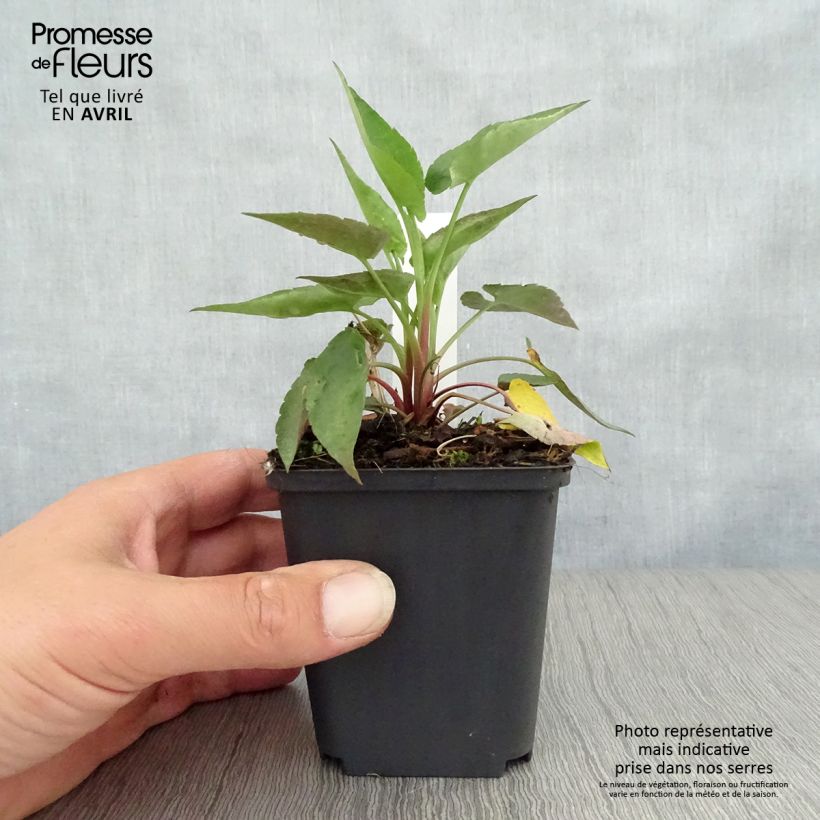 Aster cordifolius Blutenregen Vasetto da 8/9 cm esemplare consegnato in primavera