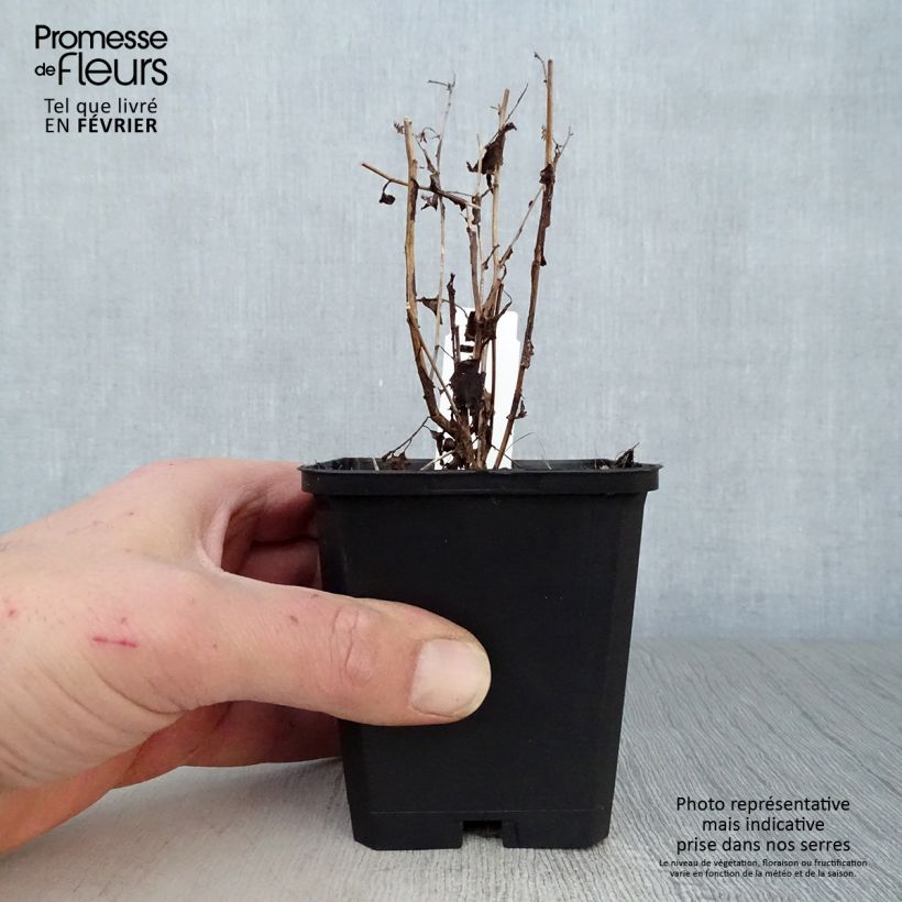 Aster cordifolius Idéal Vasetto da 8/9 cm esemplare consegnato in inverno