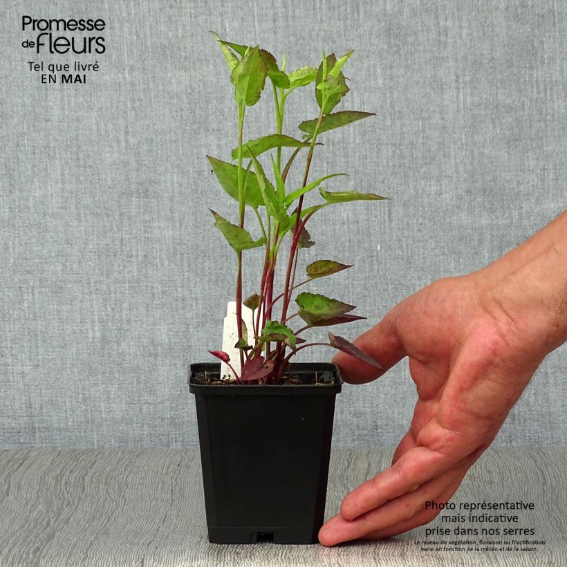 Aster cordifolius Idéal Vasetto da 8/9 cm esemplare consegnato in primavera