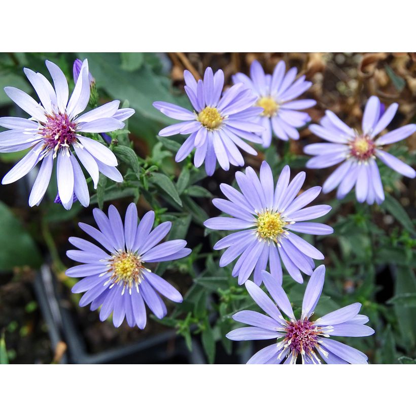 Aster cordifolius Little Carlow (Fioritura)