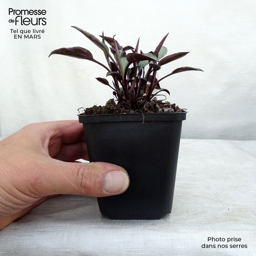 Aster cordifolius Little Carlow Vasetto da 8/9 cm esemplare consegnato in inverno