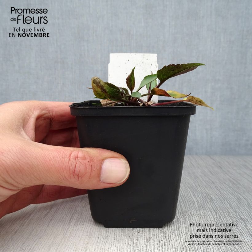 Esemplare di Aster cordifolius Little Carlow Vasetto da 8/9 cm come consegnato in autunno
