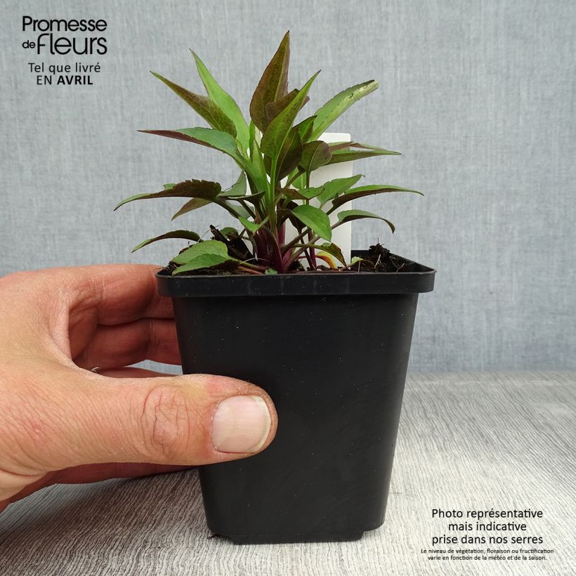 Aster cordifolius Little Carlow Vasetto da 8/9 cm esemplare consegnato in primavera